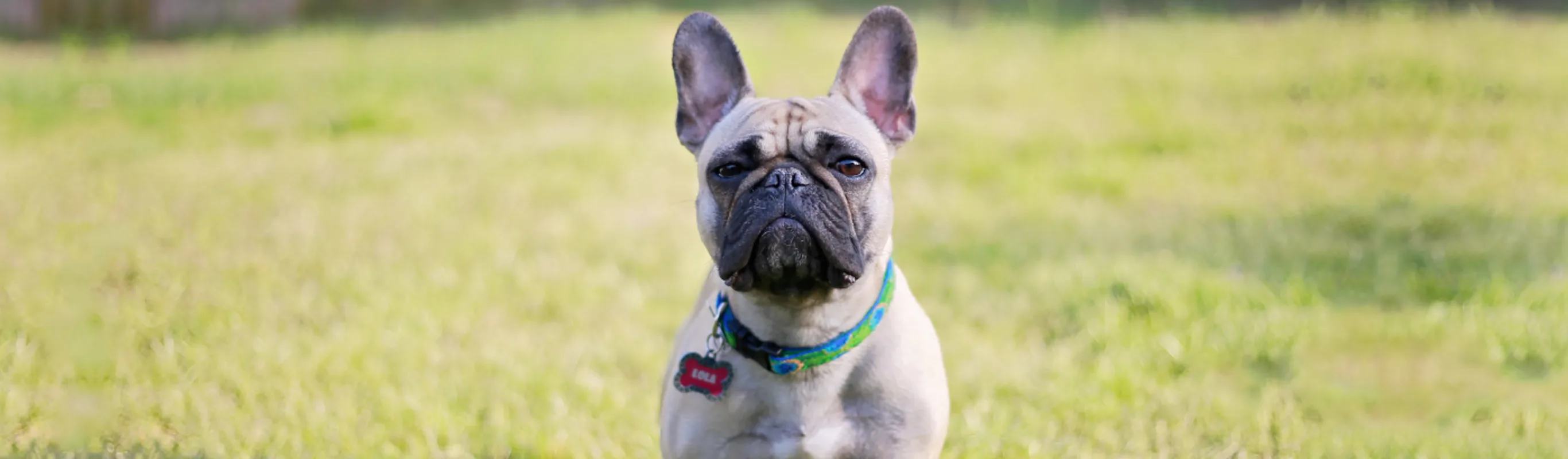 Lolo the dog at Ferry Farm Animal Clinic